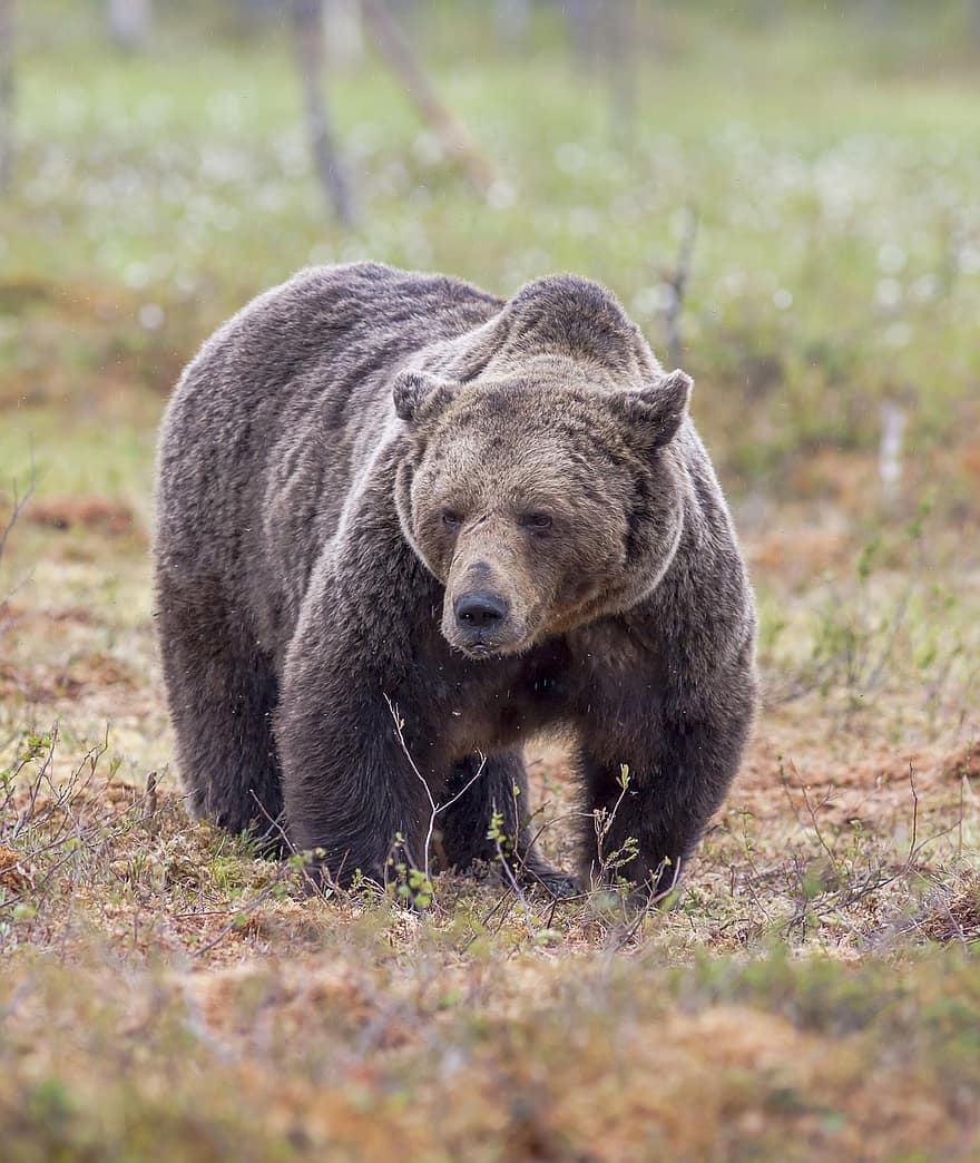 dyr, brun bjørn, pattedyr, arter, fauna, dyreliv, bære, ursus arctos, mammal