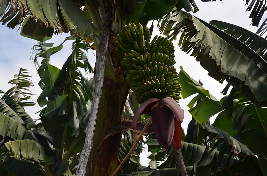 banán, ovoce, strom, rostlina, listy, jídlo, zdravý, výživa, vitamíny, organický, Příroda