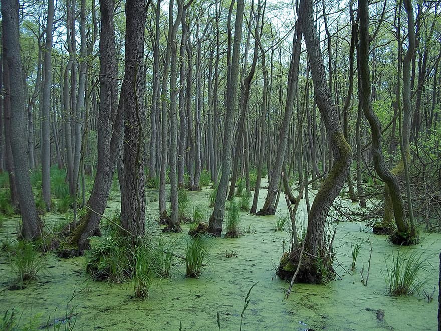 myr, våtmarker, sump, trær, trestammer, mosegrodd, everglades, skog, mystisk, natur, skrekk