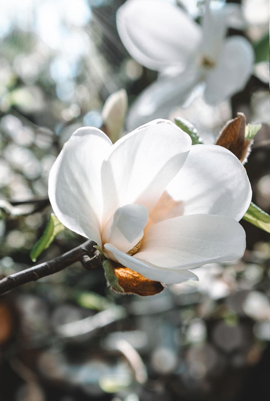 magnolia, de lente, bloem, natuur, bloeien, tuin-, boom, flora, bloemblaadjes, tederheid, licht
