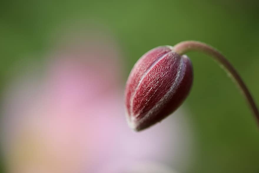Anemona de tardor, anemone japonesa, anemone, brot, créixer, flor, planta, naturalesa, macro