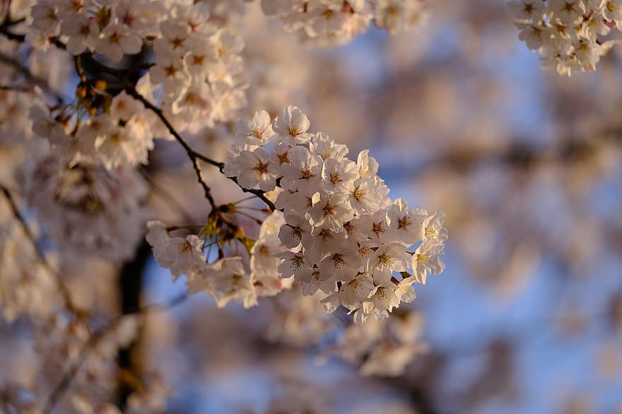 flores de cerejeira, sakura, flores, Primavera, natureza, flor, primavera, ramo, fechar-se, árvore, plantar