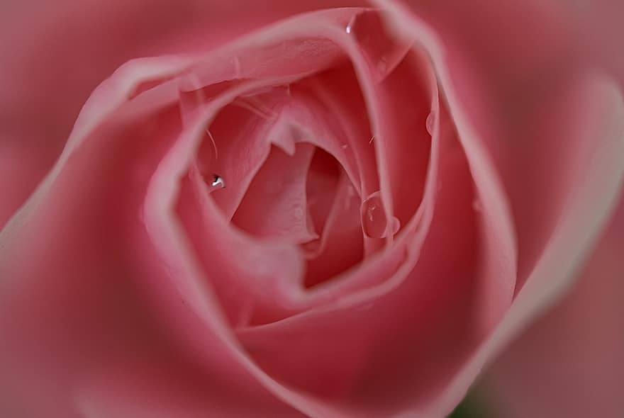 Rose, Flower, Petals, Pink Flowers, Bloom, Plant, Flora, Nature, Garden, petal, close-up