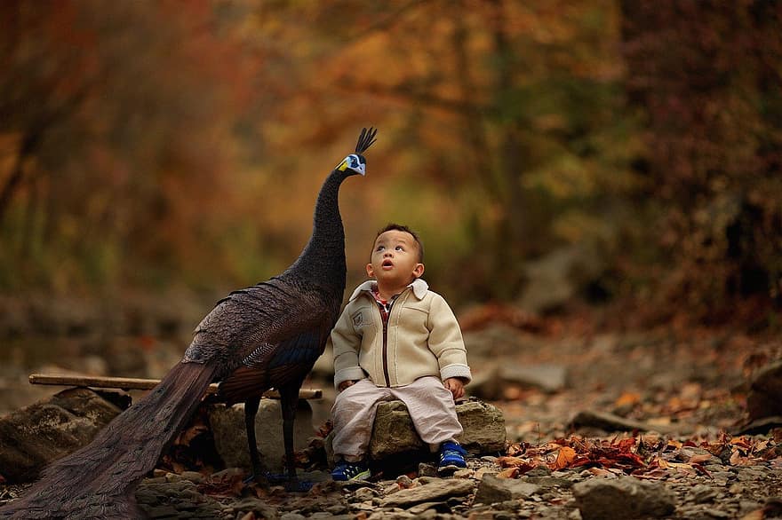 Boy, Peacock, Child, Toddler, Composing, Feathers, Coat, Asian, Fall, Autumn, Leaves