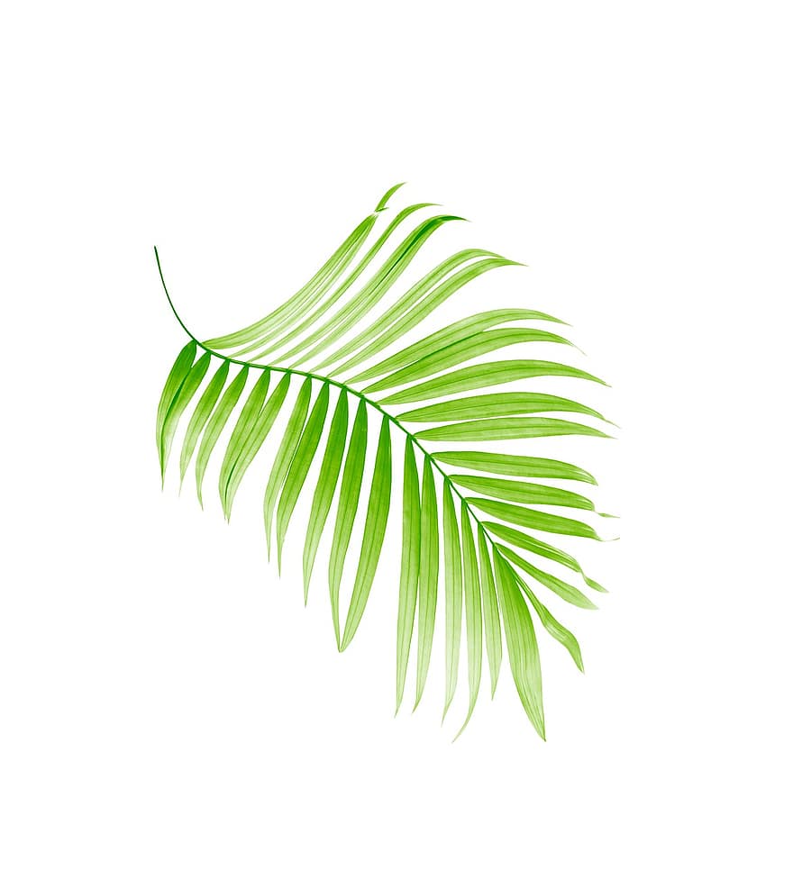 Пальма, лист, листья, дерево, зеленый, изолированный, тропический, завод, летом, текстура, экзотический