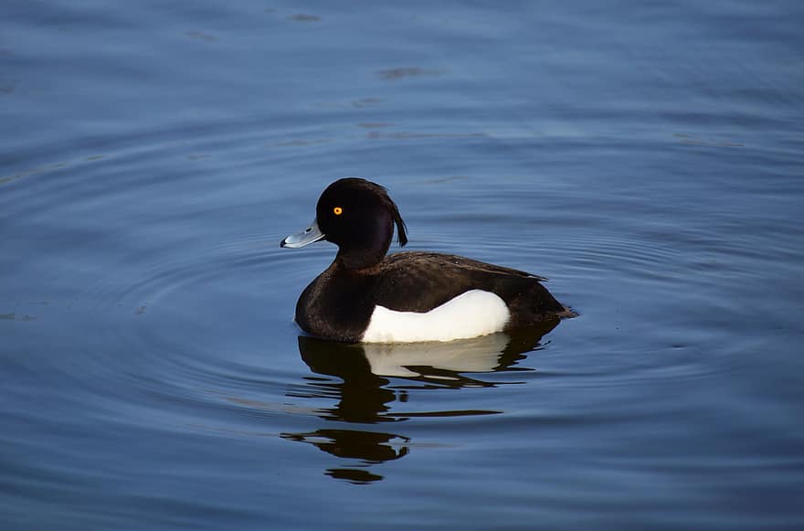 tufted duck, and, innsjø, aythya fuligula, mannlig and, Mann tuftet and, svart og hvit and, fugl, vannfugler, vannfugl, akvatisk fugl