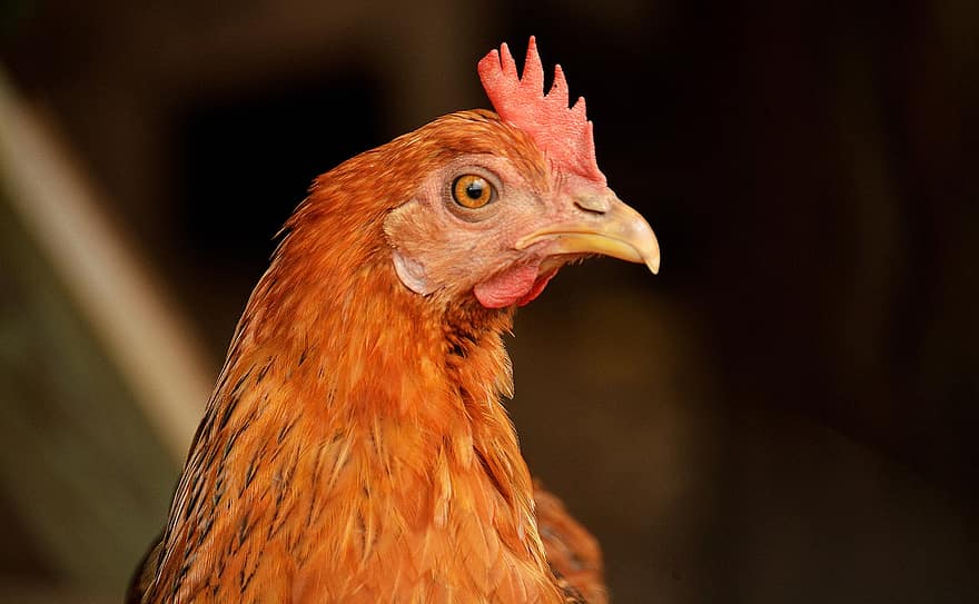 chicken, hen, bird, farm, livestock, poultry, rooster, beak, agriculture, cockerel, close-up
