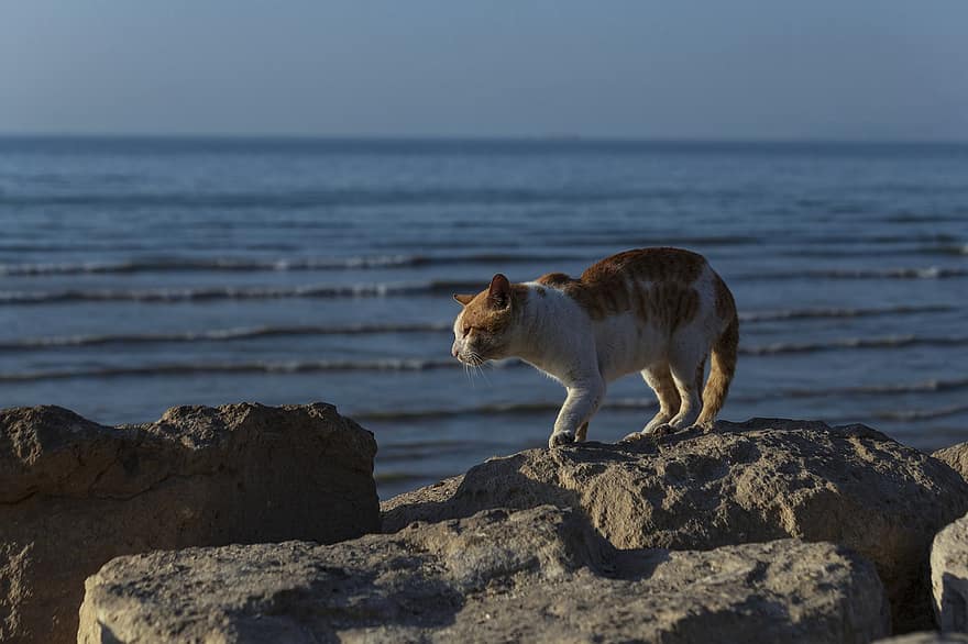 macska, állat, bitang, házi kedvenc, belföldi, macskaféle, emlős, kóbor macska, utcai macska, sziklák, tengerpart