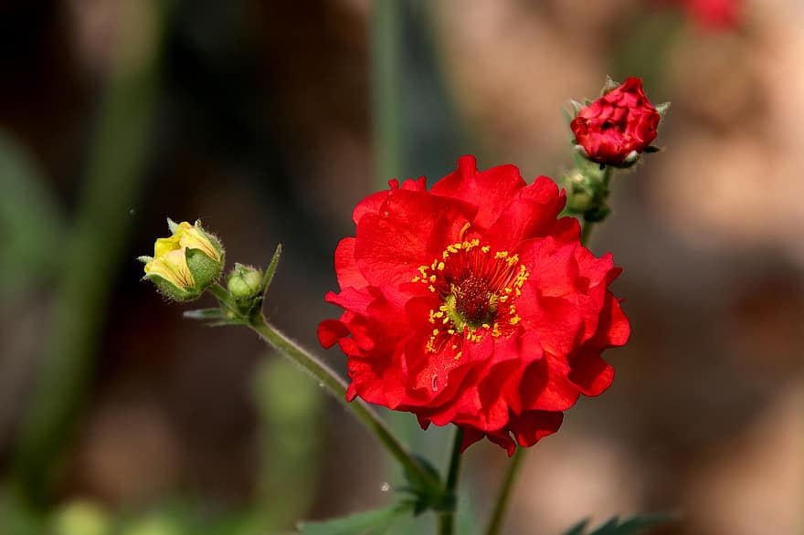 Chillean, Flower, Red Flower, Bud, Petals, Red Petals, Bloom, Blossom, Flora, Plant, Nature
