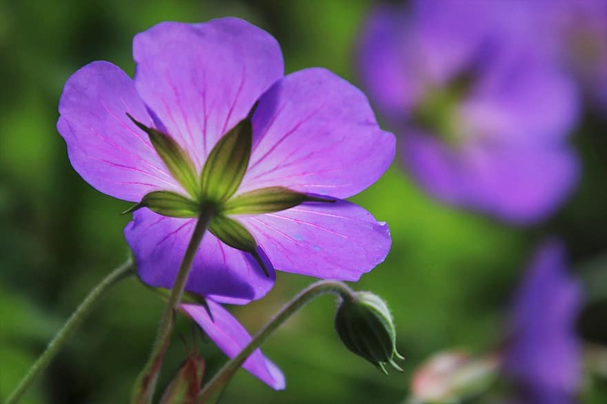 花びら、繊細、ぼかし、クレーンビル、輝く、紫色の自然、バックライト、紫色の花、土を覆う、午前中に、自然の壁紙