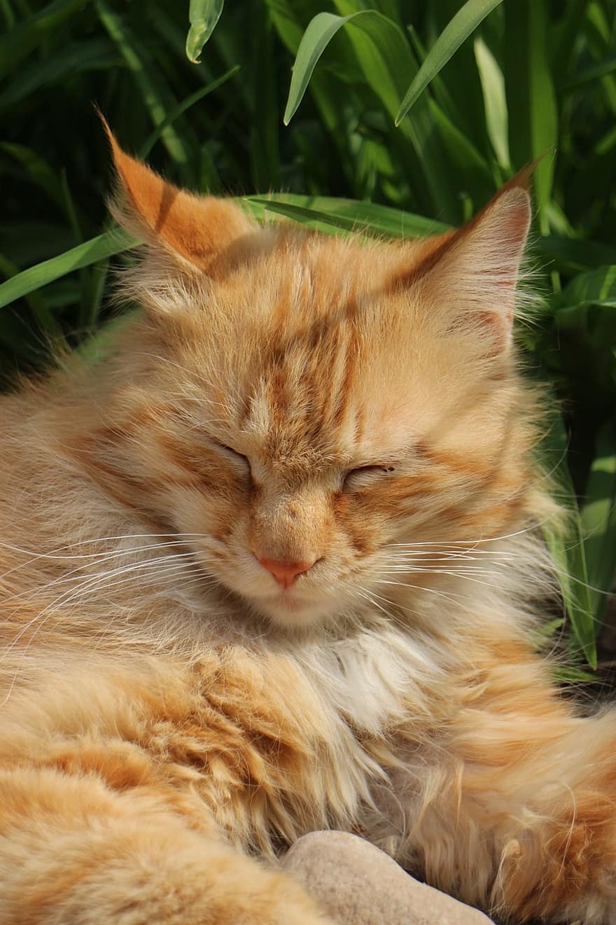 ネコ、ペット、動物、国内の、猫科、哺乳類、睡眠、オレンジ色の猫、可愛い、可愛らしい、ふわふわ