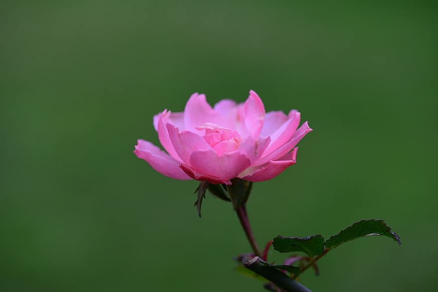 ruusu-, pinkki, kukka, terälehdet, pinkki ruusu, vaaleanpunaiset terälehdet, vaaleanpunainen kukka, ruusunlehdet, kukinta, kasvisto, Kukkien