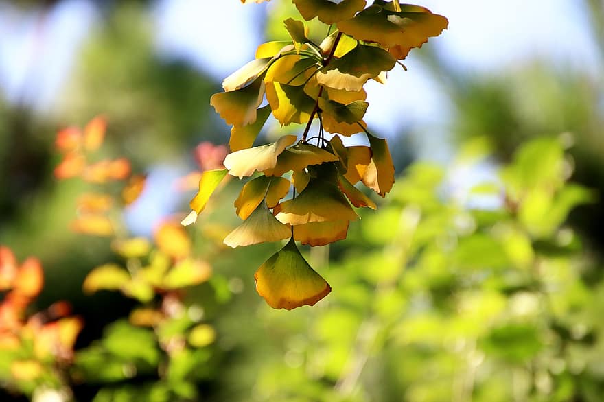 Gingko Leaves, Leaves, Foliage, Tree, Fall, Autumn, Branch, leaf, yellow, plant, close-up