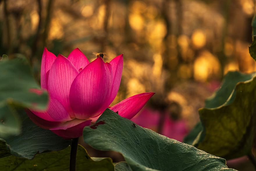 Lotus, Blume, Blütenblätter, Sommer-, Dämmerung, Licht