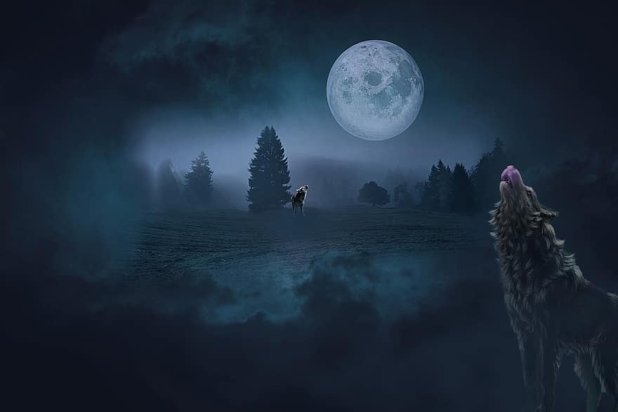 lune, loups, fantaisie, Contexte, hurlement, nuit, forêt, vallée, brumeux, pleine lune