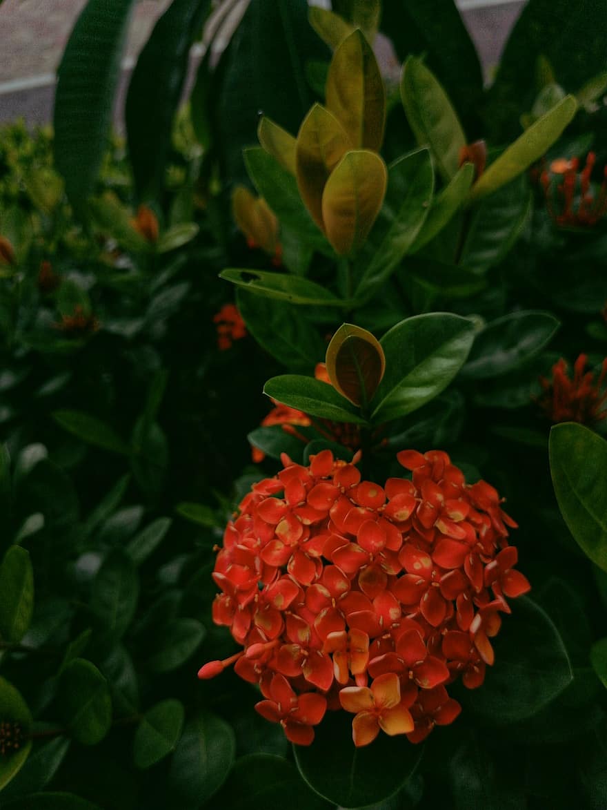 Сарака Асока, цветя, градина, червени цветя, листа, листенца, червени венчелистчета, разцвет, цвят, флора, растение