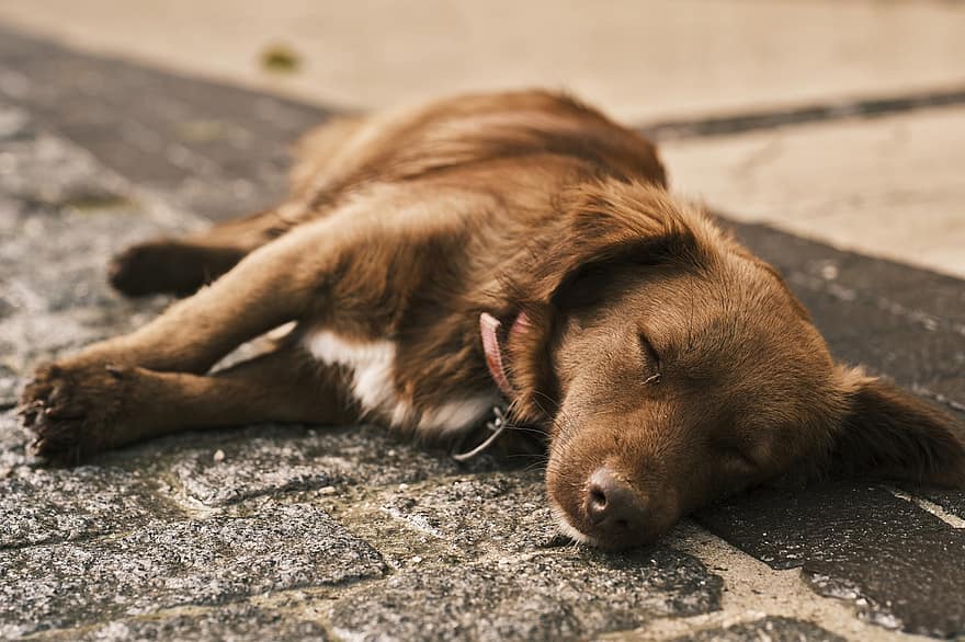 chien, chiot, animal de compagnie, animal, jeune chien, chien brun, en train de dormir, fatigué, canin, patte, fourrure