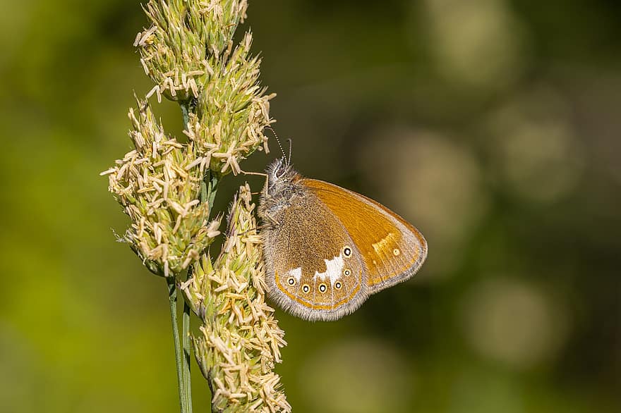 Chestnut Heath, Coenonympha Glycerion, Nature, Insect, Animal, Butterfly - Insect, Wildlife, Summer, Close-up, Beauty In Nature, Macro