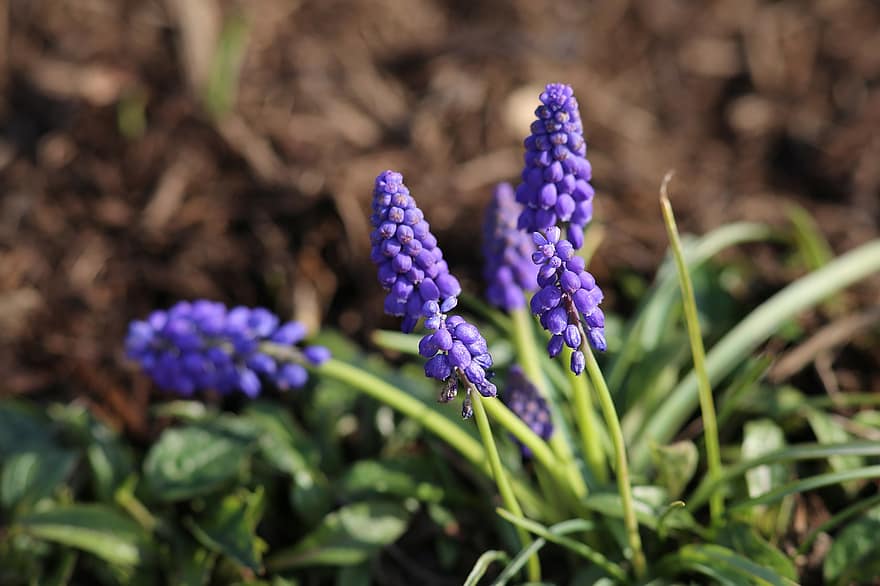 bloem, lavendel, fabriek, tuin-, tuinieren, natuur, bloeien, bloesem, zomer, de lente, flora