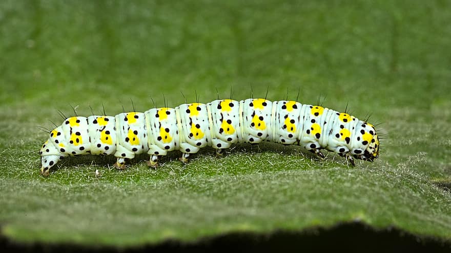 Caterpillar, Insect, Animal, Larva, Leaf, Cucullia, Nature, close-up, yellow, green color, macro