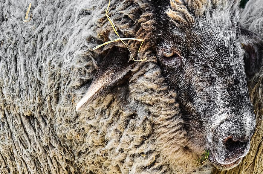 oveja, lana, animal, prado, naturaleza, abrigo de invierno, animal de granja, agricultura, granja, mundo animal, animales