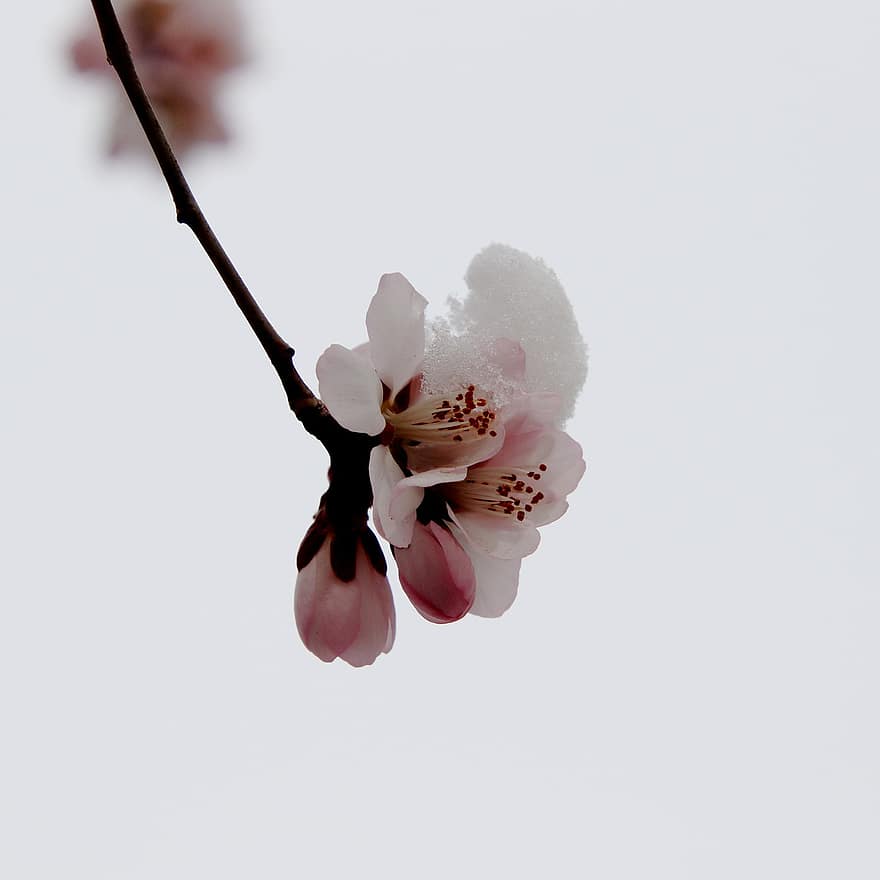 桃の花、フラワーズ、白い花、春、桃の木、咲く、花、自然、フローラ、閉じる
