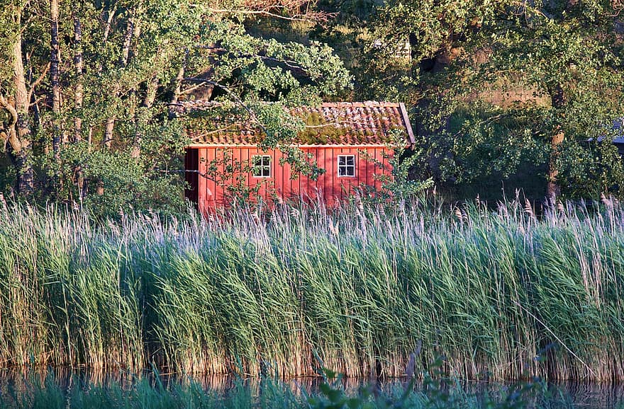 cabine, roseaux, Lac, chalet, bord du lac, la nature