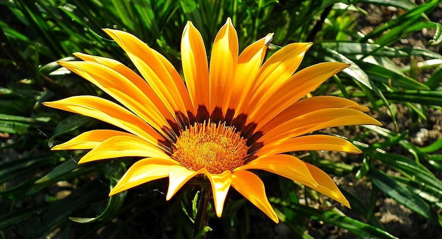 daisy afrika, bunga, Gazania, bunga kuning, kelopak, kelopak kuning, berkembang, mekar, flora, menanam, alam