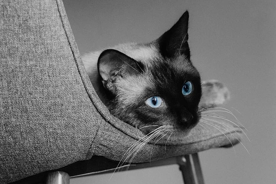 chat, yeux de chat, yeux bleus, animal de compagnie, animal, Siamois, chat siamois, félin, moustaches, minou