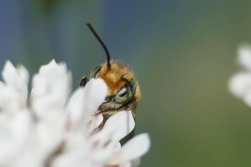 bite, ziedi, apputeksnēt, apputeksnēšana, spārnotais kukainis, medus bite, hymenoptera, kukaiņi, entomoloģija, tuvplāns, makro