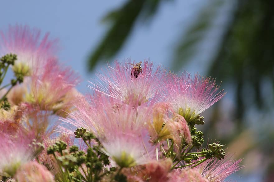 δέντρο, λουλούδι, μέλισσα, άνοιξη, ροζ, φύση, κήπος