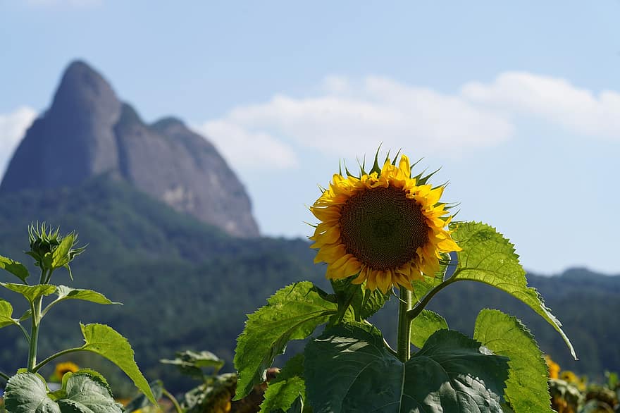 słonecznik, Słonecznikowe pole, Park Prowincji Maisan, Natura, Hrabstwo Jinan