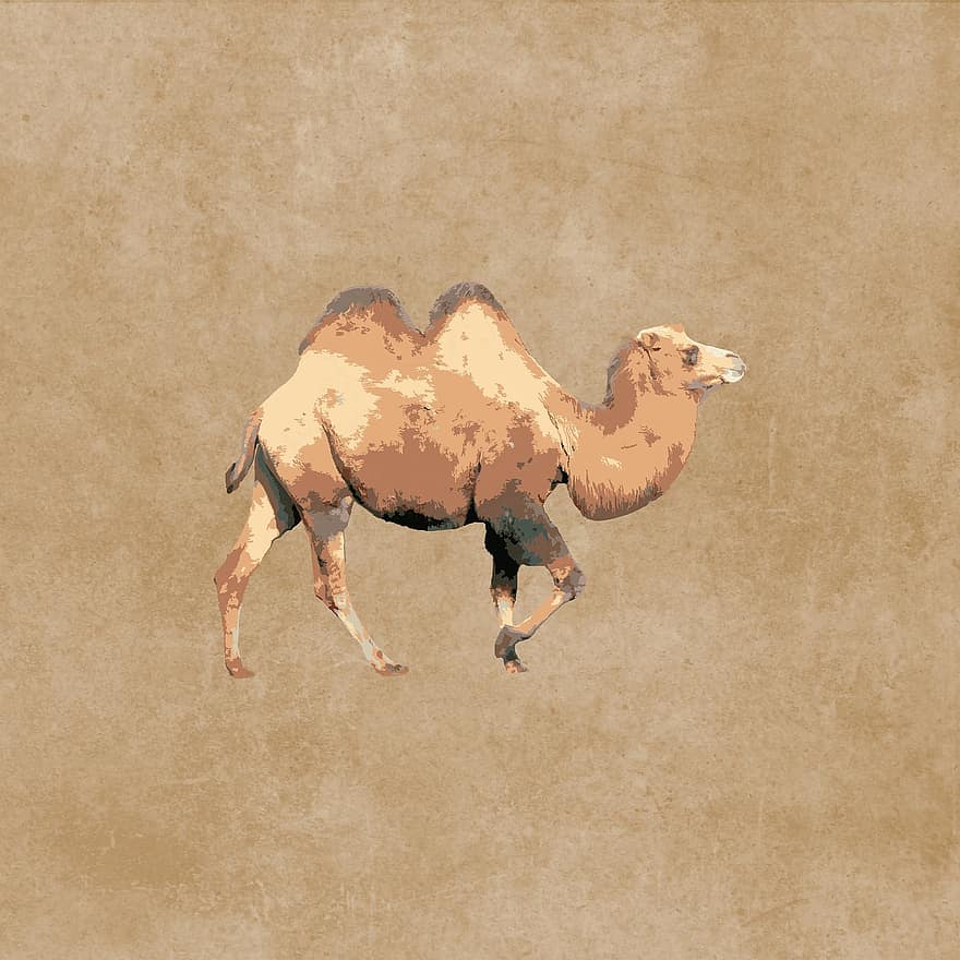 camelo, animal, mamífero