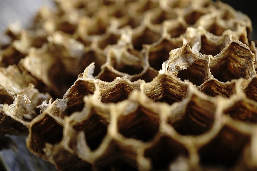Honeycomb, Honeycomb Structure, Honey, Grass, Bee, Animal, Hard Working, Insect