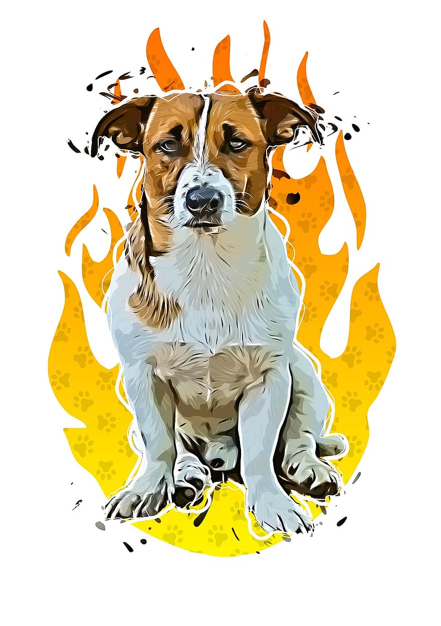 hund, jack russel, Jack Russell Terrier, nos, terrier, söt, förtjusande, lekfull, djur-, porträtt