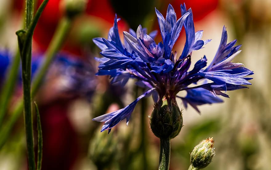 florecimiento de maíz, flor, flor azul, pétalos, pétalos azules, floración, naturaleza, flora, flor silvestre