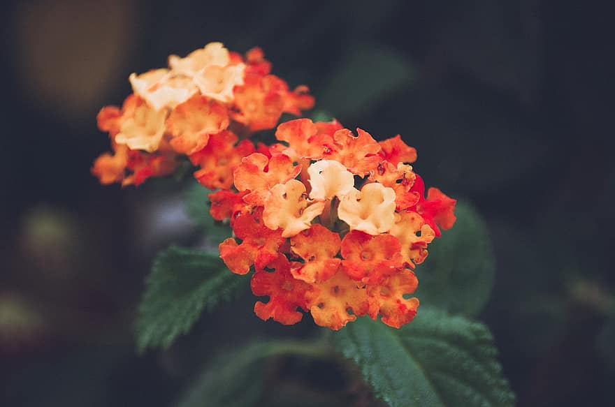 Flowers, Orange, White, Yellow, Nature, Floral, Plant