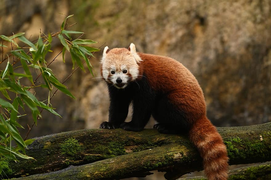 červená panda, zvíře, volně žijících živočichů, savec