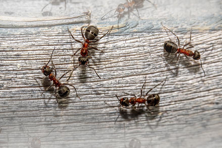 насекомое, муравьи, энтомология, перепончатокрылых, Муравьи, макрос