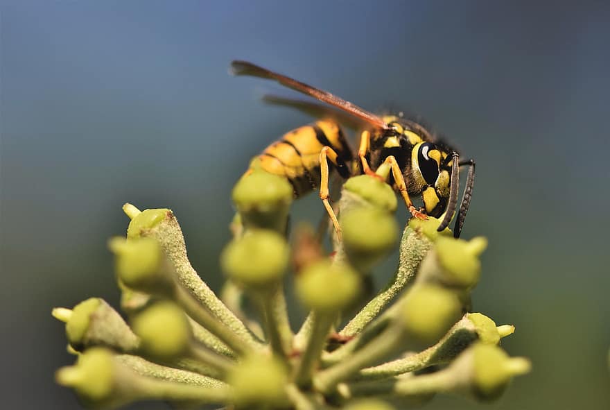 Wasp, Insect, Bug, Wings, Flowers, Buds, Plants, Animal, Nature