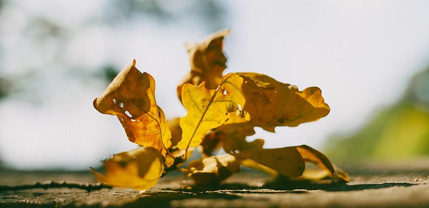 клен, листя, осінь, природи, падіння, сезон