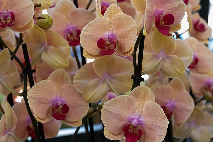 bloem, bloemblaadjes, orchideeën, bloesems, exotisch, planten, fabriek, orchidee, detailopname, bloemhoofd, bloemblad