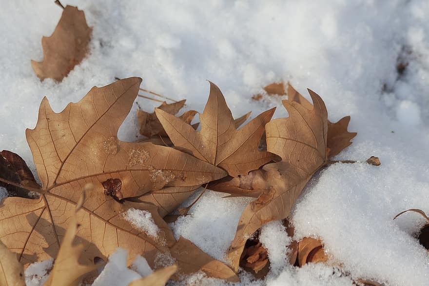 葉、秋、自然、冬、雪、シーズン、コム州、黄、森林、きらきら、閉じる