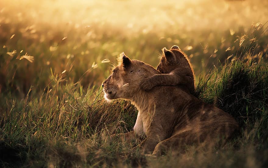 cub, lleona, prat, lleons, lleó infantil, mamífers, gats grans, vida salvatge, camp, fauna, desert