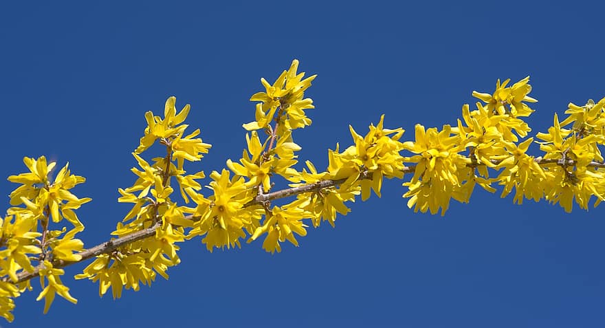 primavera, forsythia, las flores, rama, amarillo, flores, cielo, botánica, azul, flor, de cerca