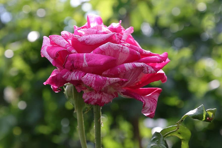 Rosa, flor, planta, pétalos, flor rosa, floración, flora, verano, jardín, naturaleza, al aire libre
