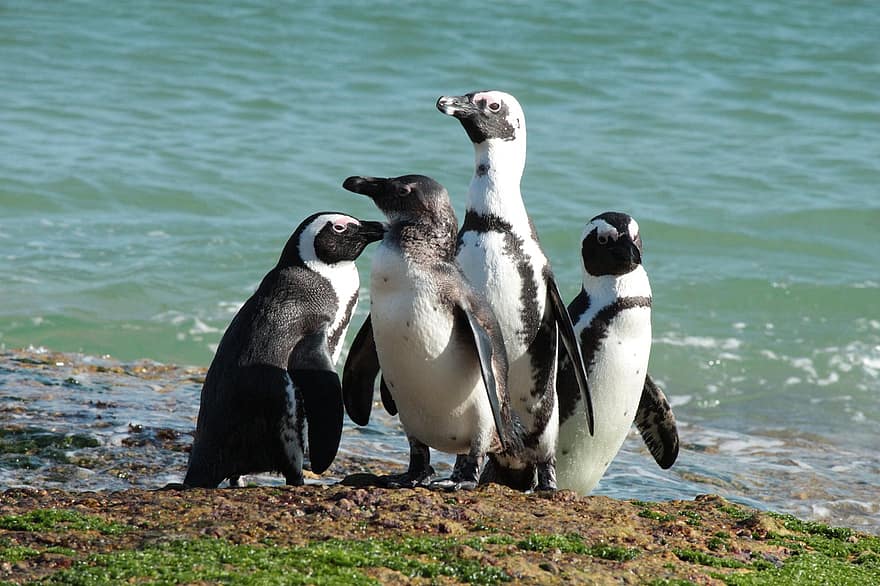 penguins, vogelstand, waggelen, groep pinguïns, aviaire, vogelkunde, water, loopvogels