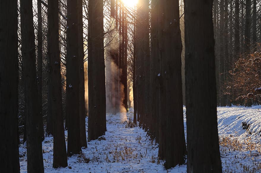 pagi, hutan, musim dingin, pohon, pemandangan, musim, salju, trotoar, sinar matahari, cabang, pemandangan pedesaan