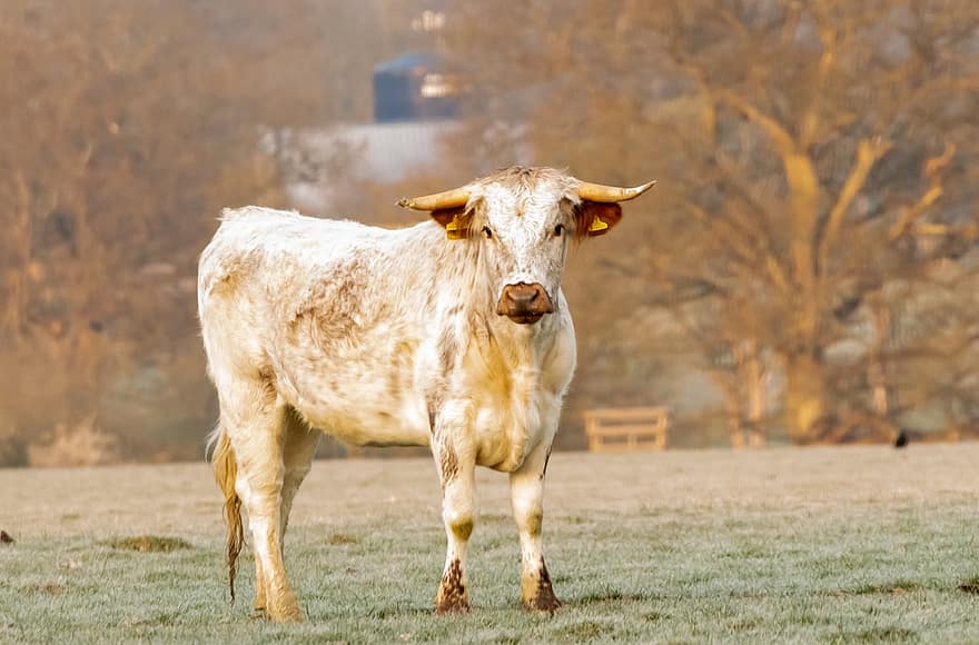 karvė, longhorn, bulius, galvijai, balta karvė, ūkis, gyvūnas, gyvulius, jautiena, žinduolių, ragai