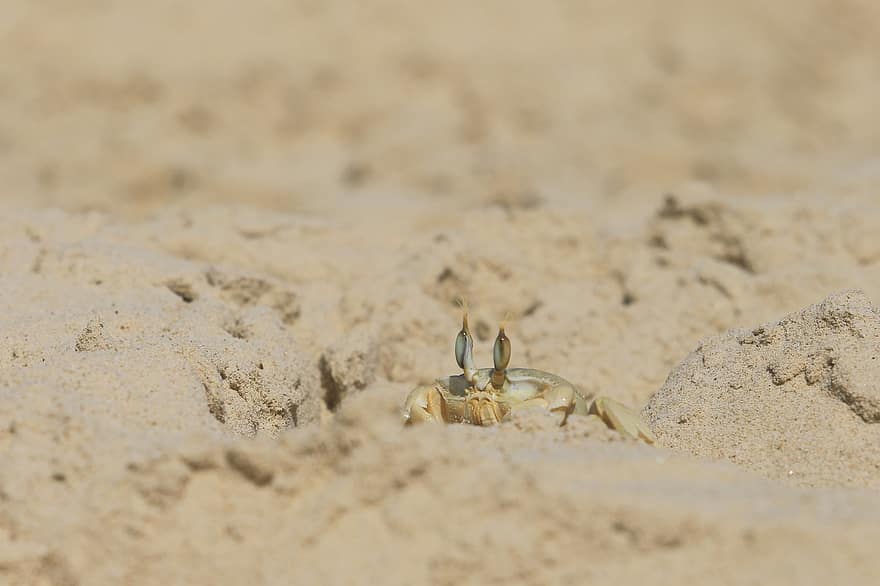 Crab, Animal, Marine, Species, Sand, Beach